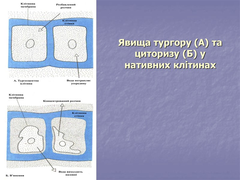 Явища тургору (А) та циторизу (Б) у нативних клітинах